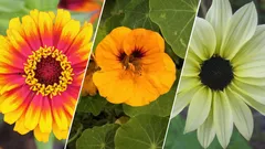 Van zaad tot knop in 45 dagen: welke bloemen groeien het snelst?